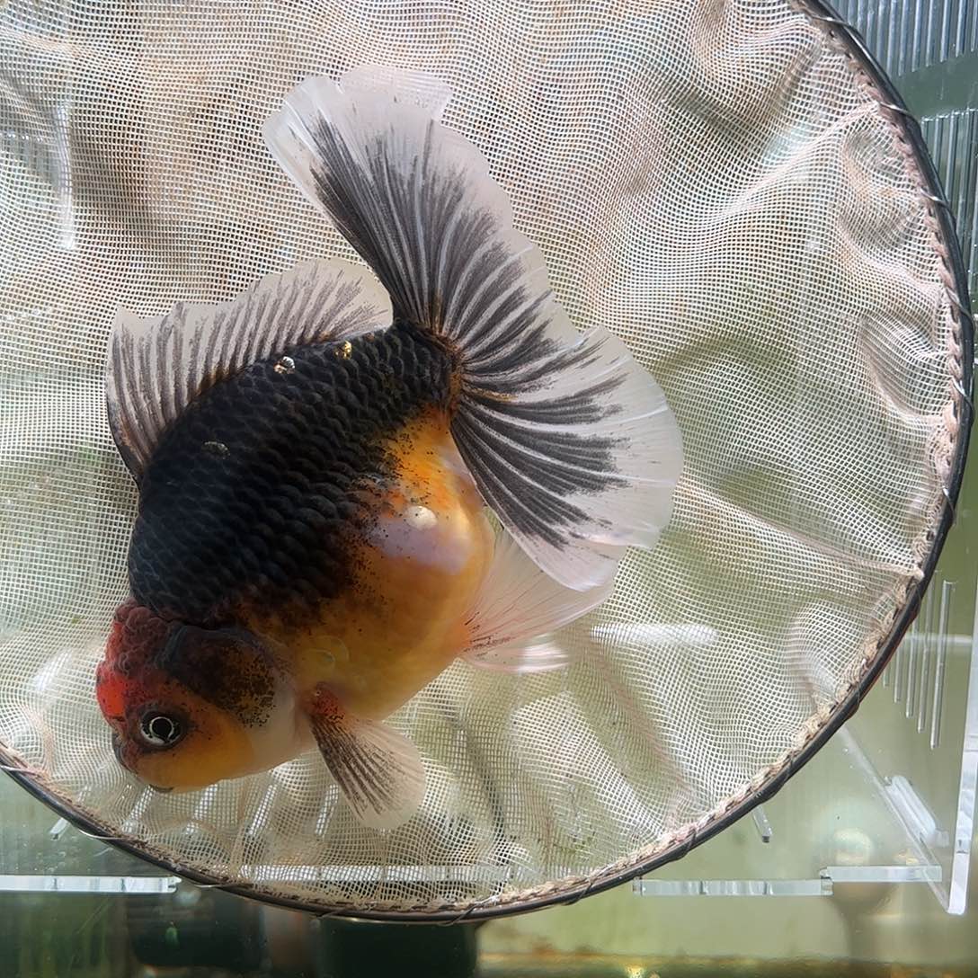 金鱼百褶泰狮亚成46