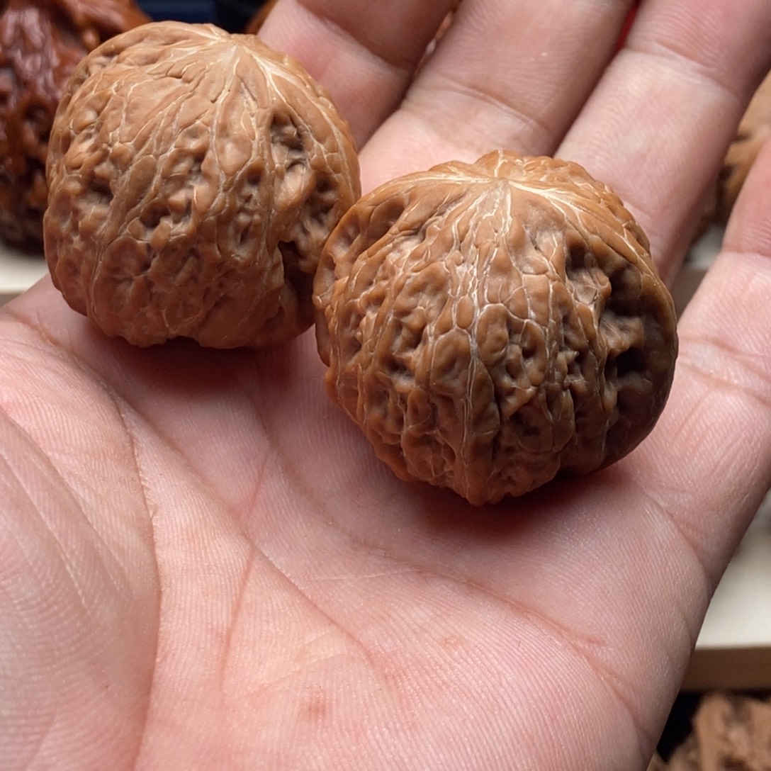 灰***锅木质类铁锤狮子头