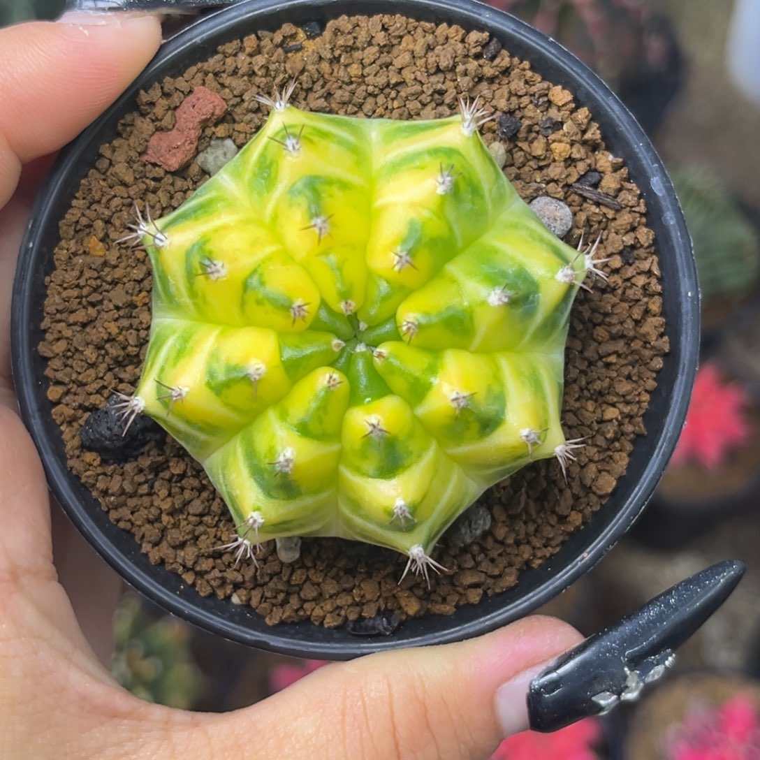 泰系黄绿锦米哈 带盆土发货