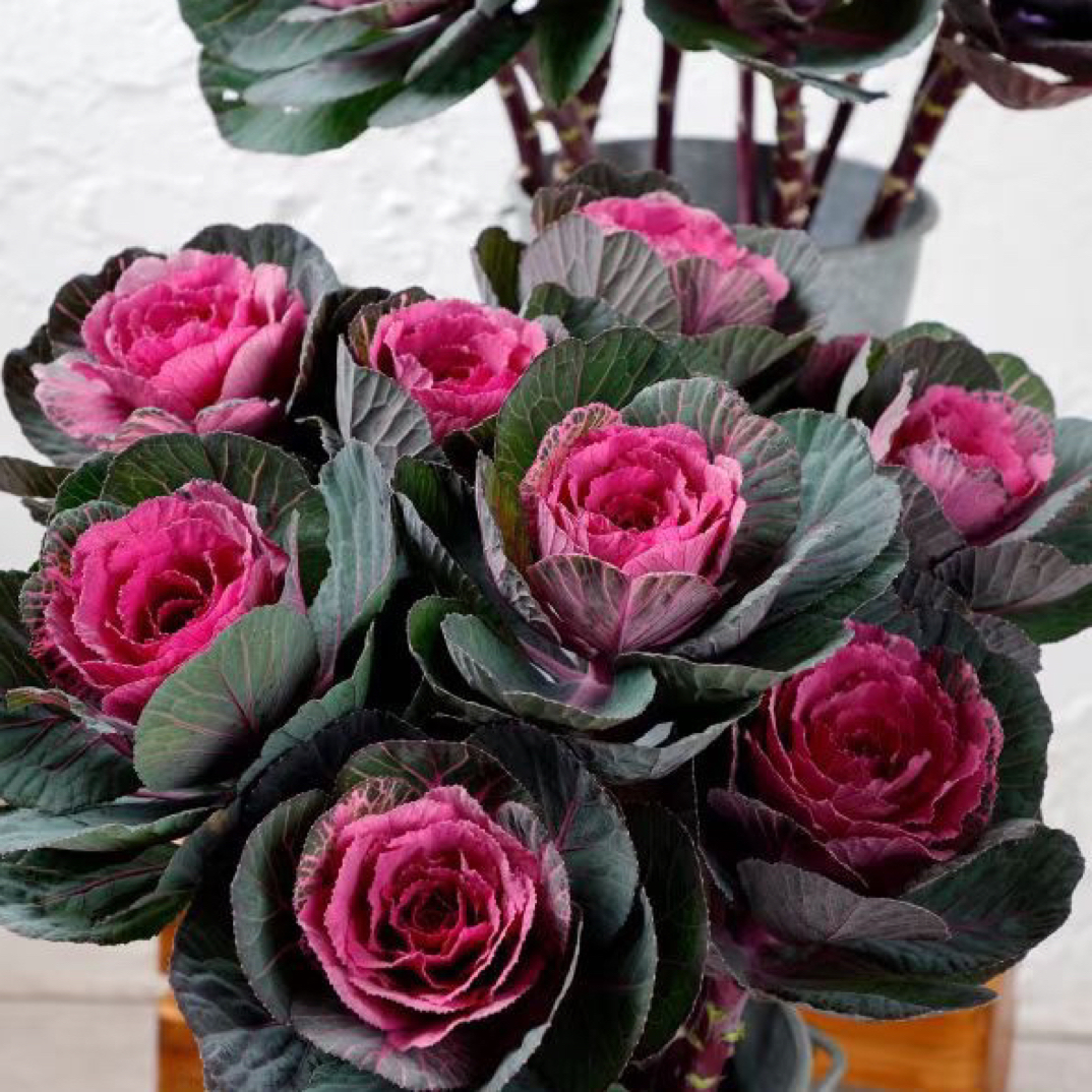 多头玫瑰甘蓝羽衣甘蓝盆栽地栽庭院花卉耐寒多年生花卉