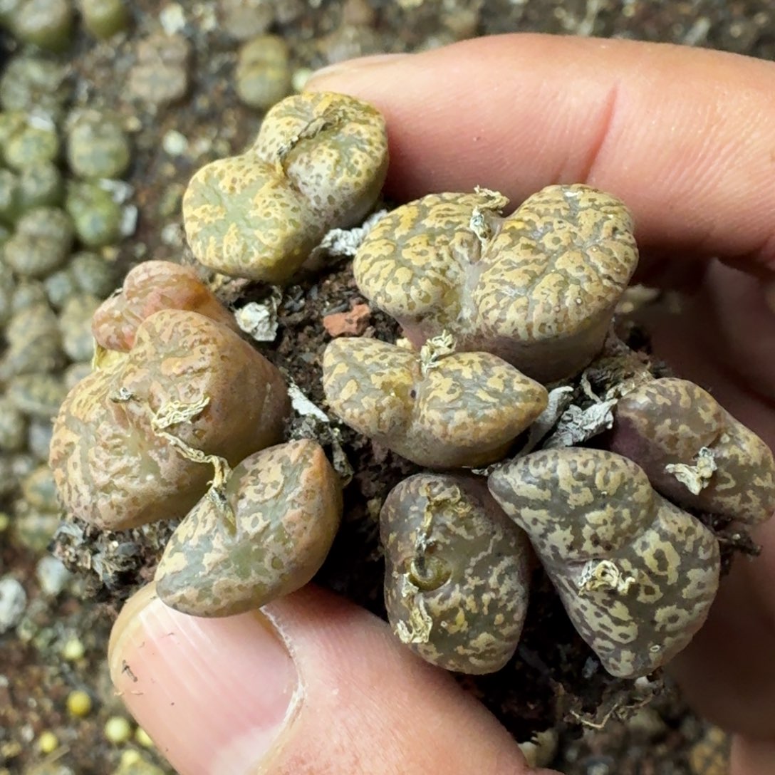 685 一盘子勋章。             