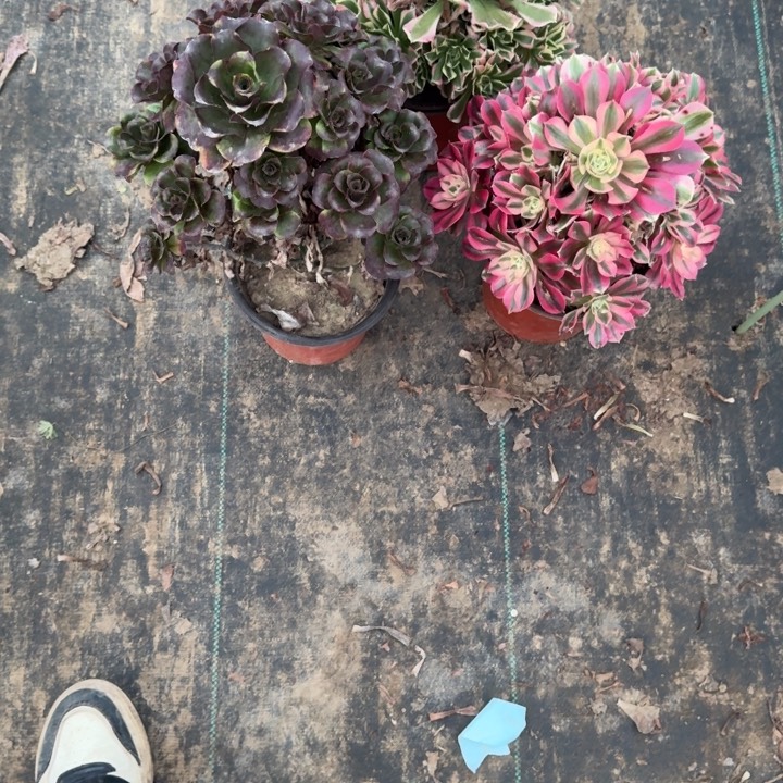 一单包邮不包侧枝26