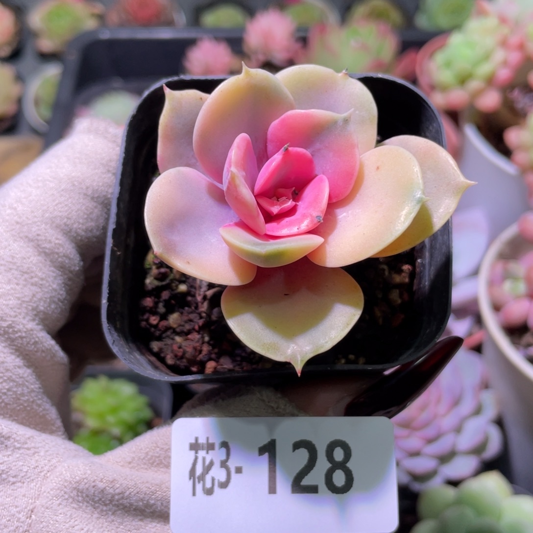 花利美3-128彩虹单头