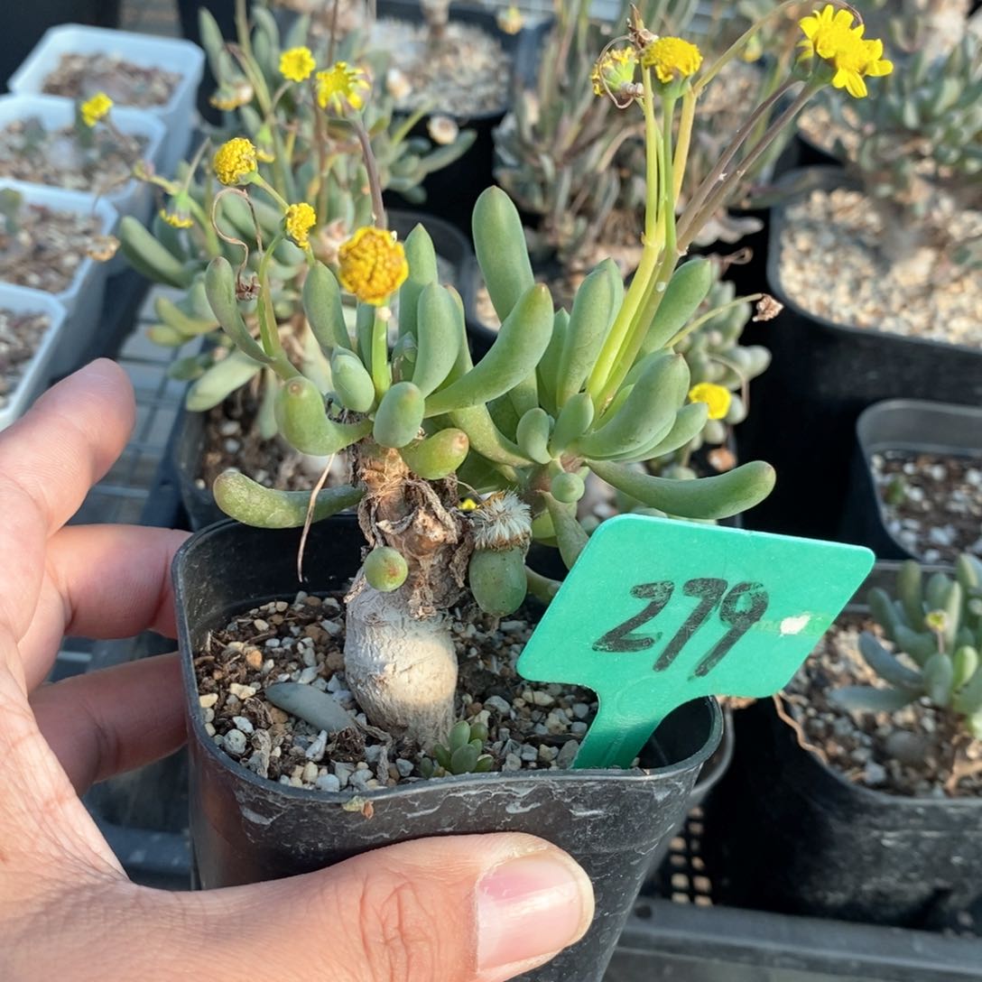 卡拉菲后墩菊多肉植物