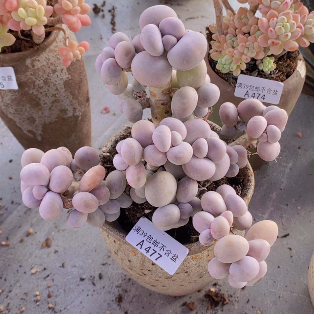 芭比奶洛17cm477多肉植物