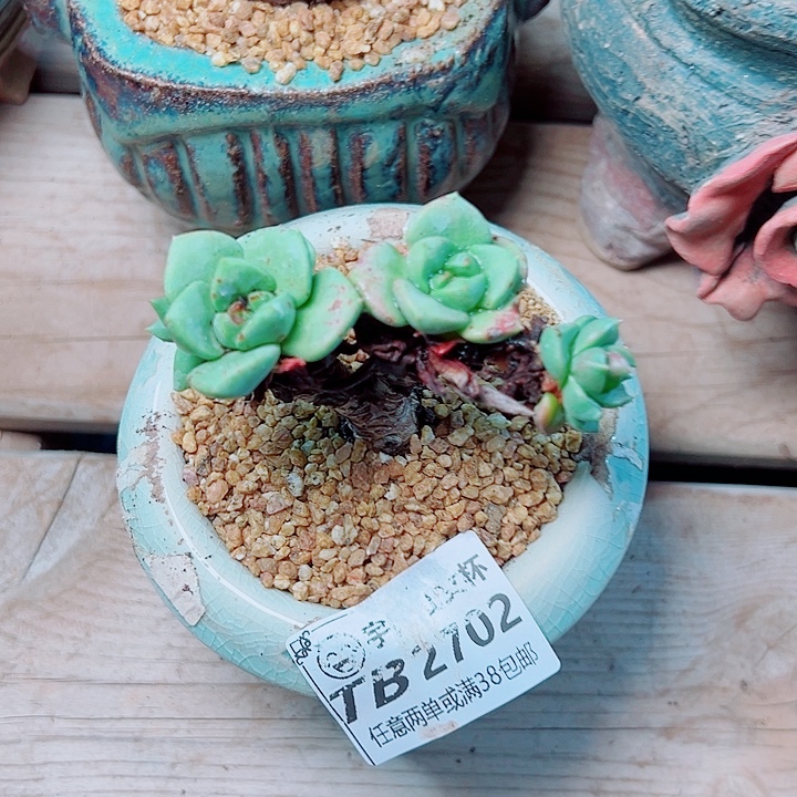 2702青刚苹果叶瑕疵仙女杯