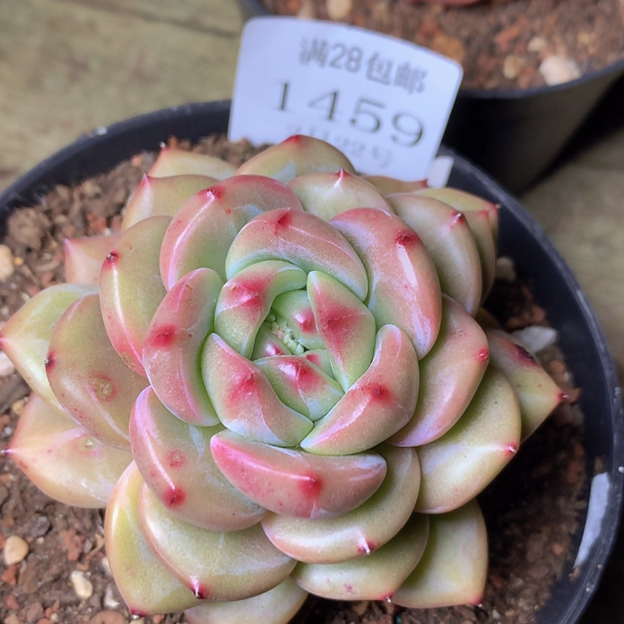 【闪购商品】云1459