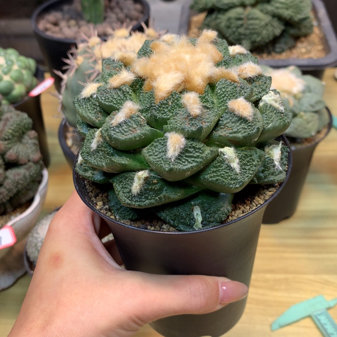       28号 自根 小尤龟甲连山10.5公分 