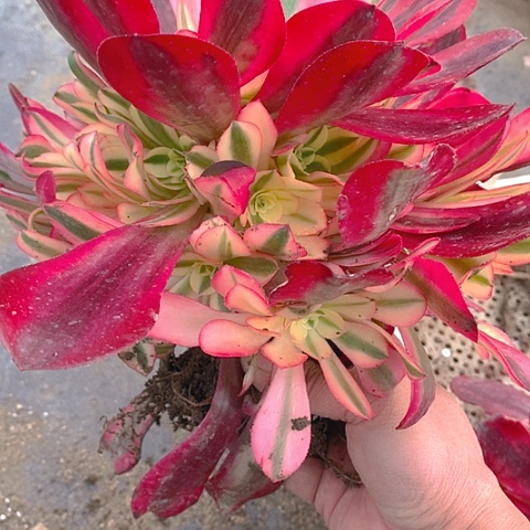 781美杜莎多肉植物