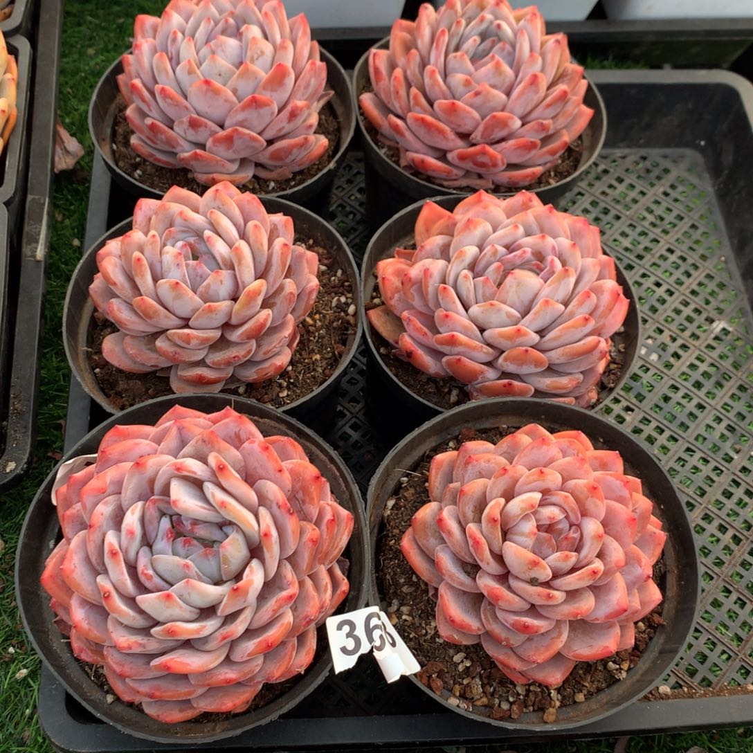 368橙子多肉植物组合