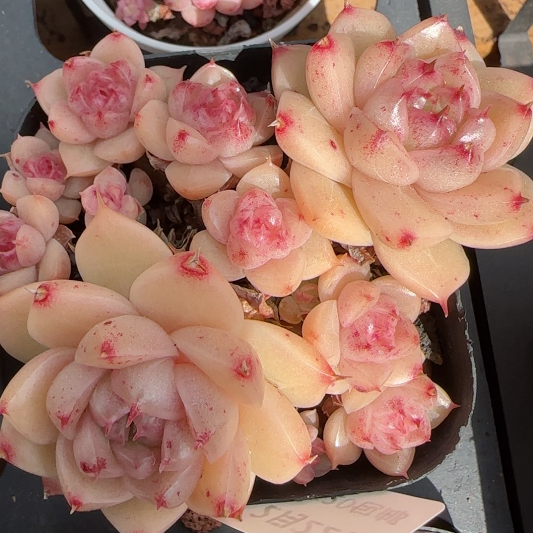 花语逸境0222-223