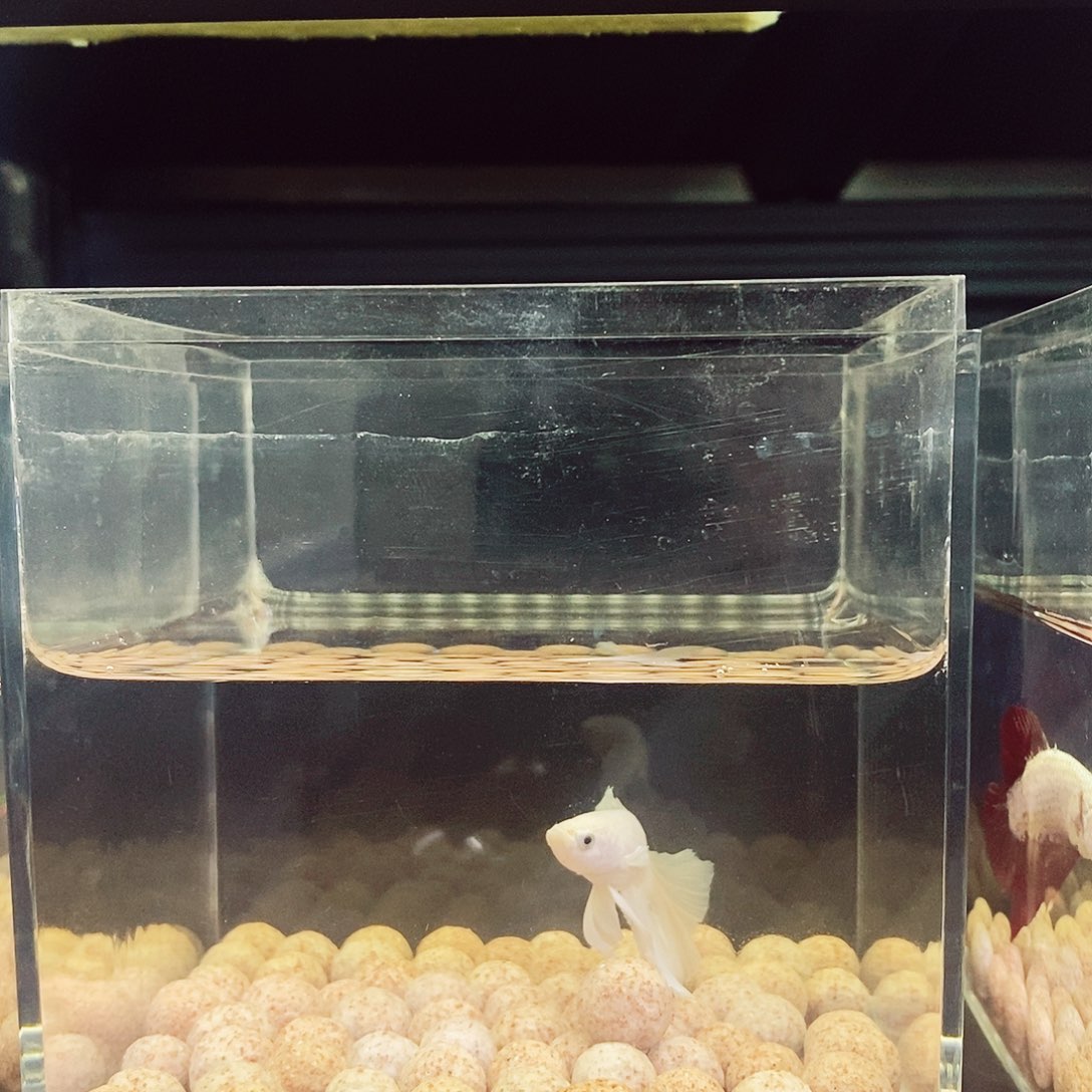 斗鱼泰国小型热带鱼半月将军