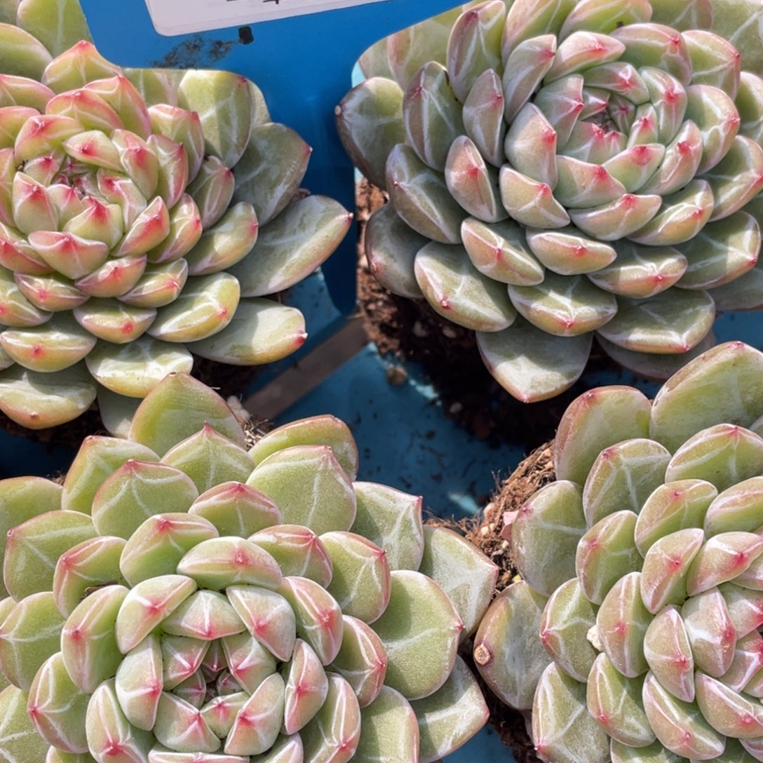 1130-2-雪花珍妮大单头全暗纹一刻