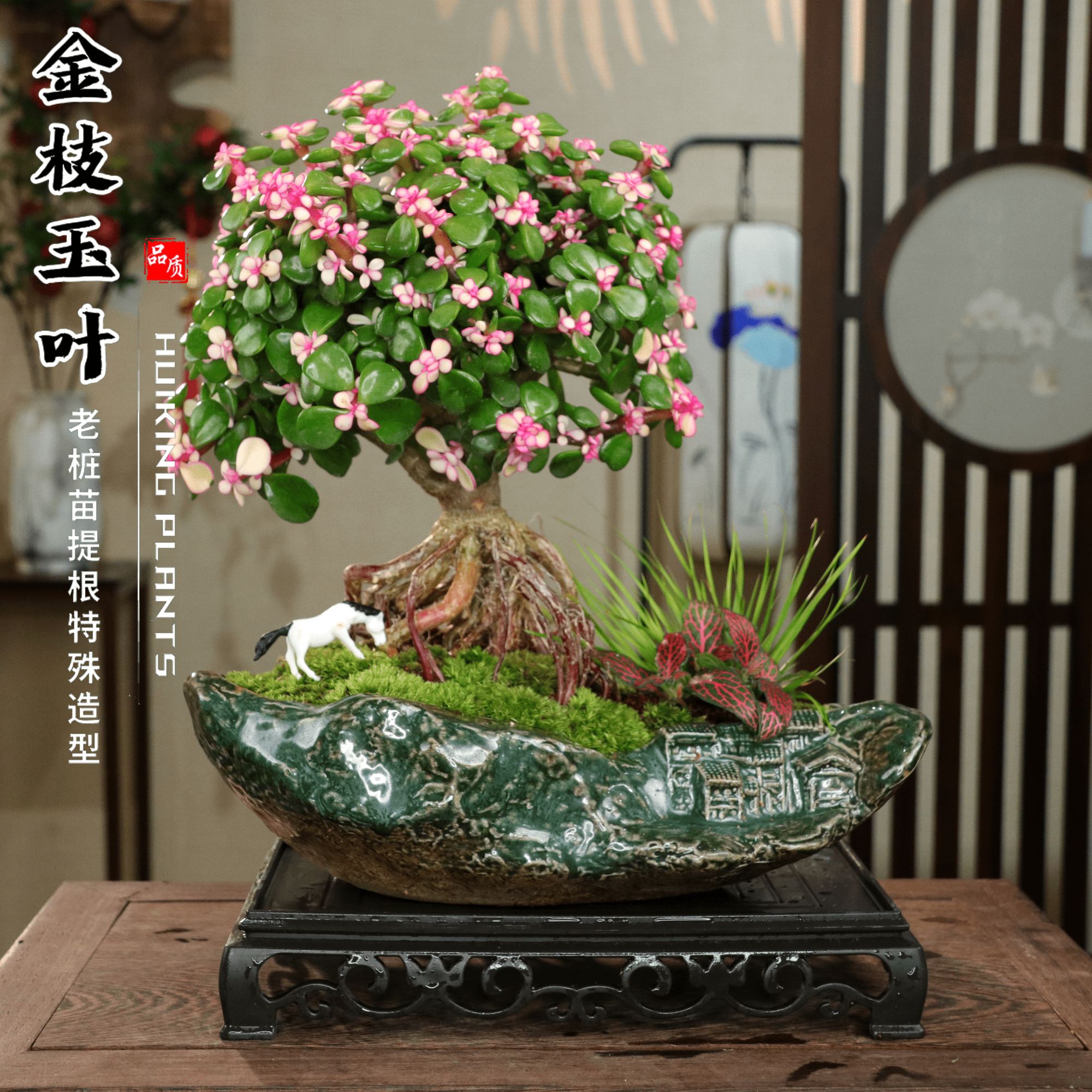 【造景提根金枝玉叶】中式室内禅意好养懒人绿植桌摆盆栽