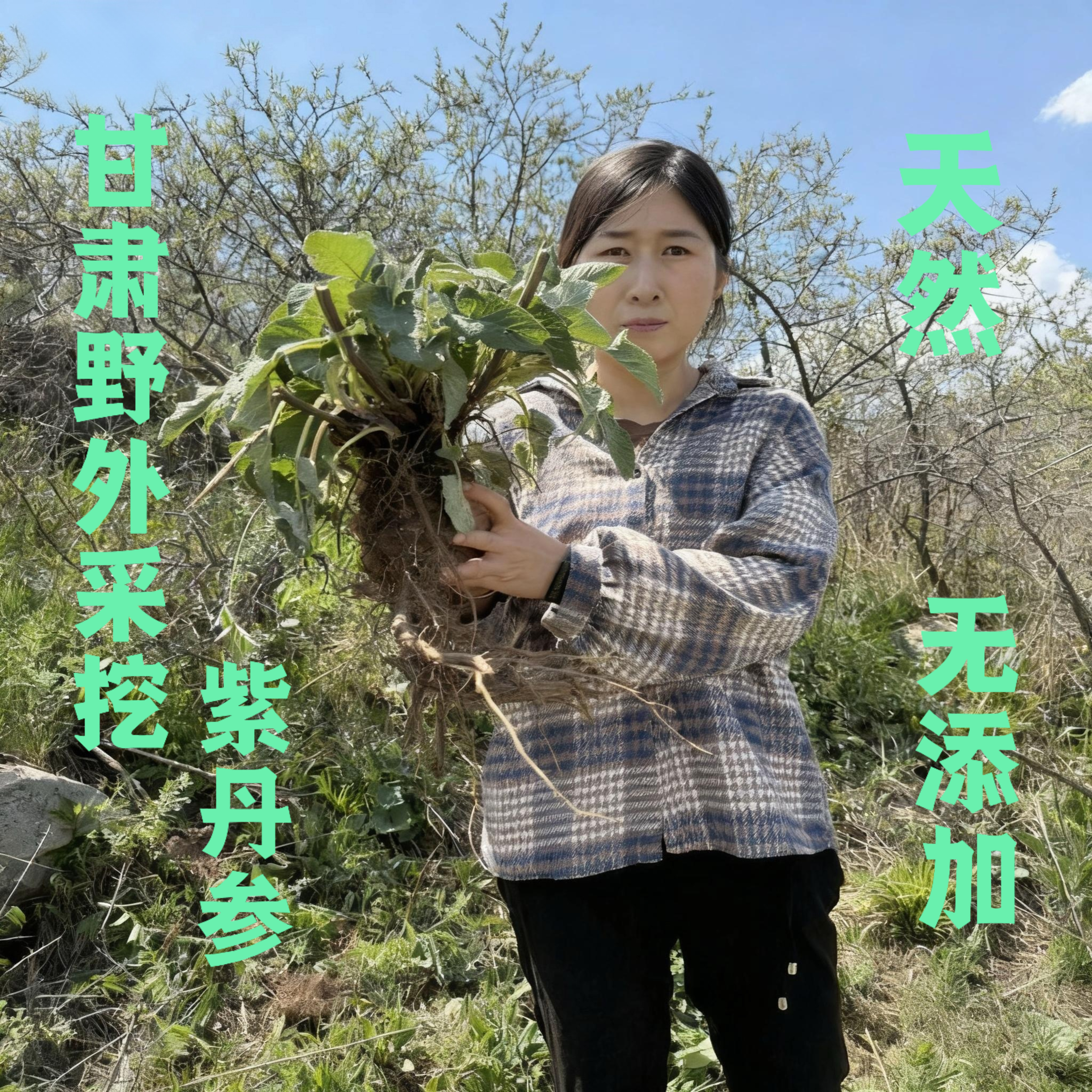 甘肃野外采挖野生丹参