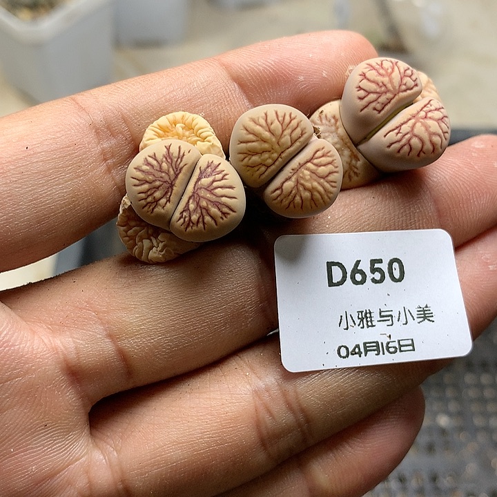 D650多肉植物保护