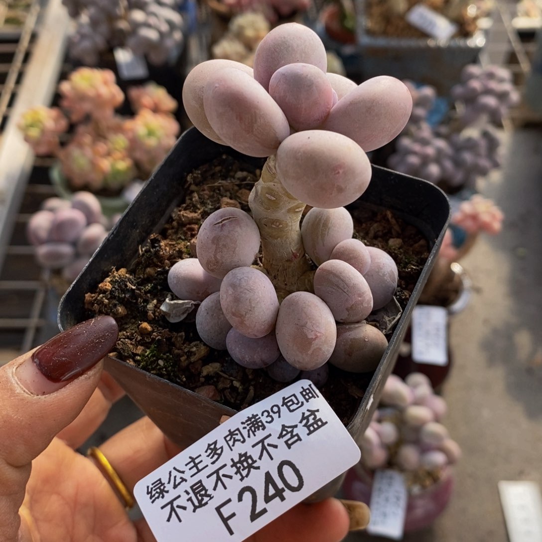 橙奶240/3vm多肉