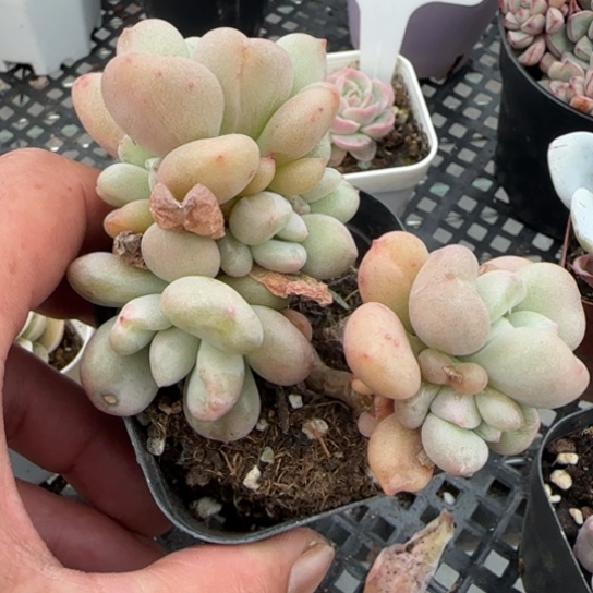 232 一物一拍满18包邮
