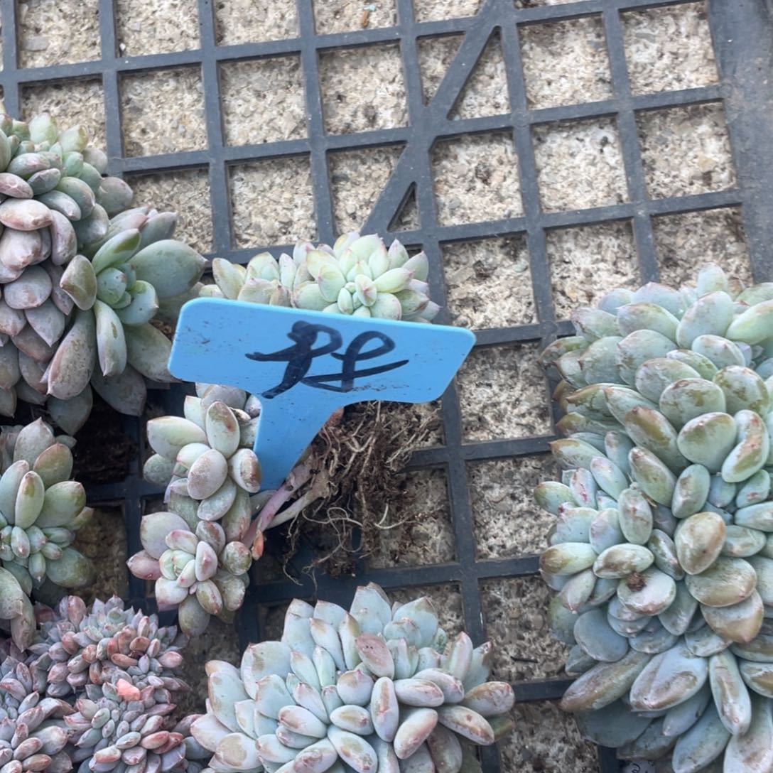 98号星影缀化多头