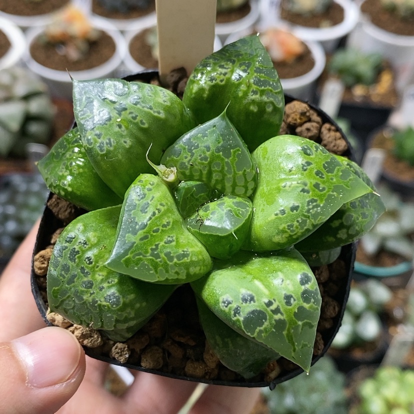 【闪购商品】14假面