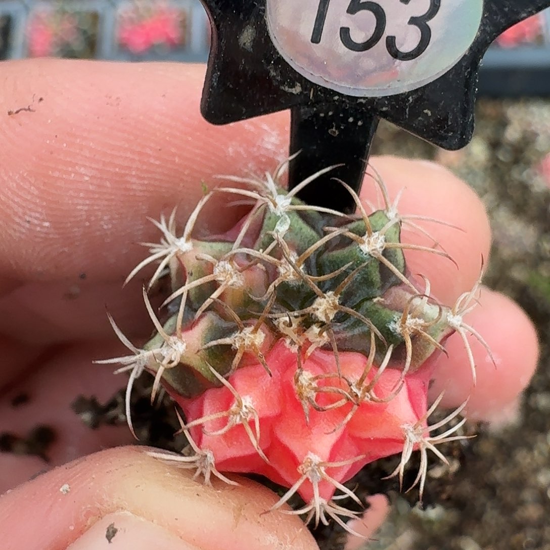 米哈实生自然锦153