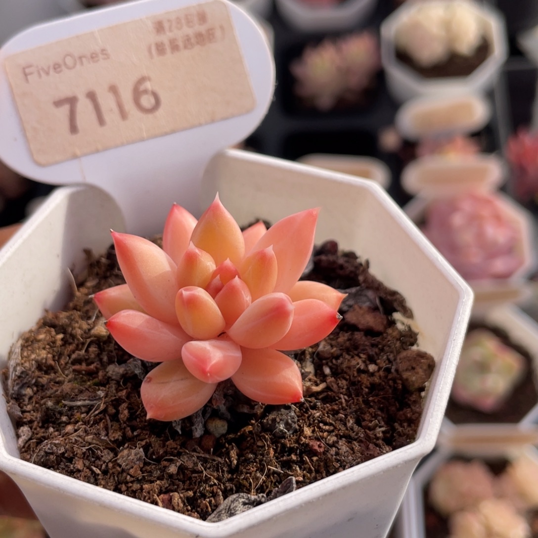 甲骨文7116-3.5厘米