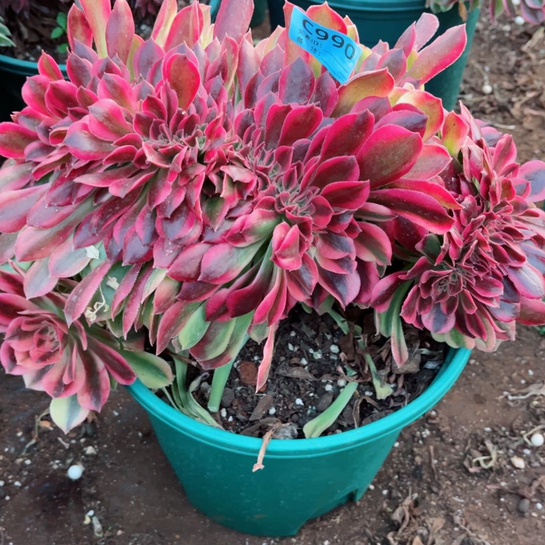 多肉植物990洛神