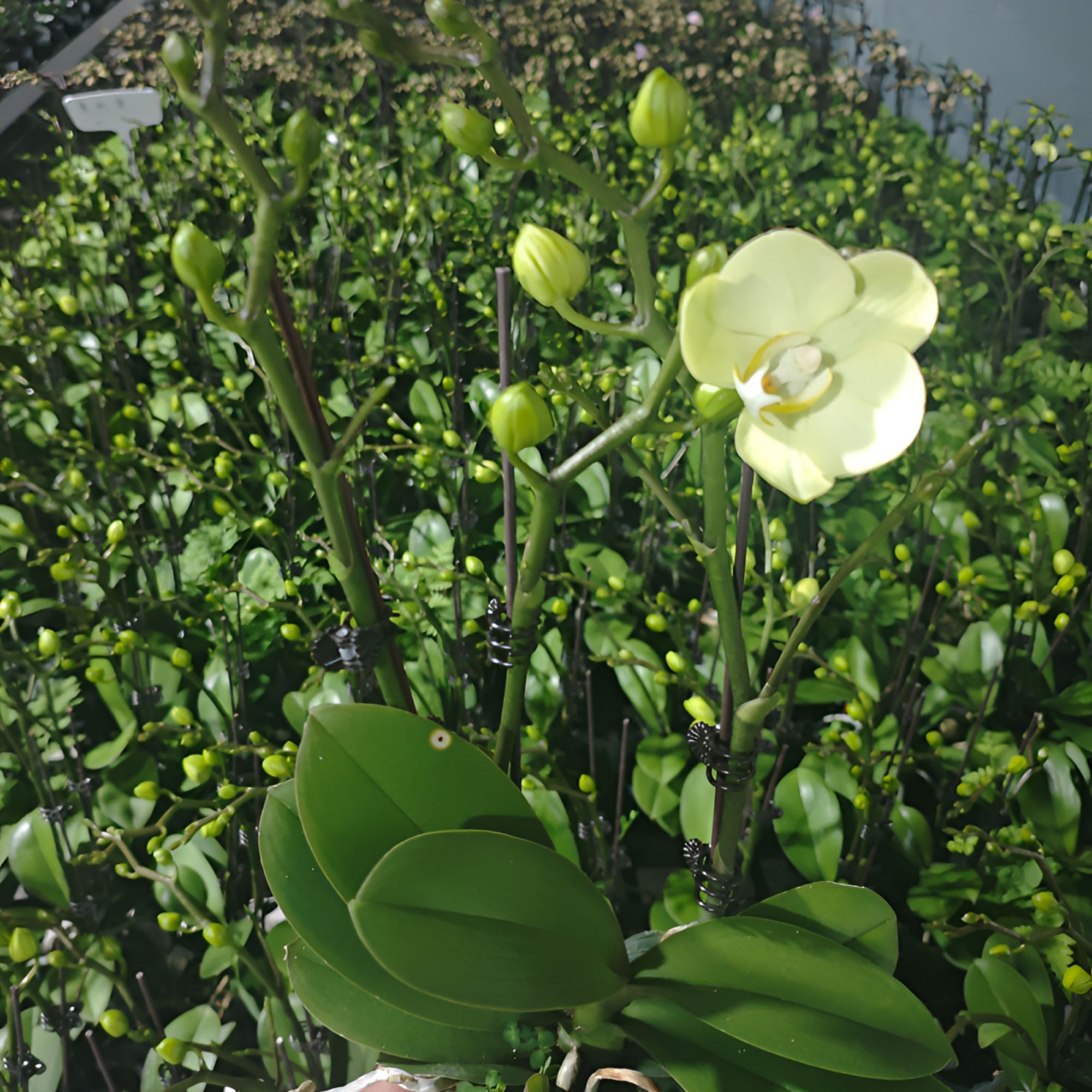 卡利冰淇淋蝴蝶兰 奶油柔色 高端家居装饰花卉