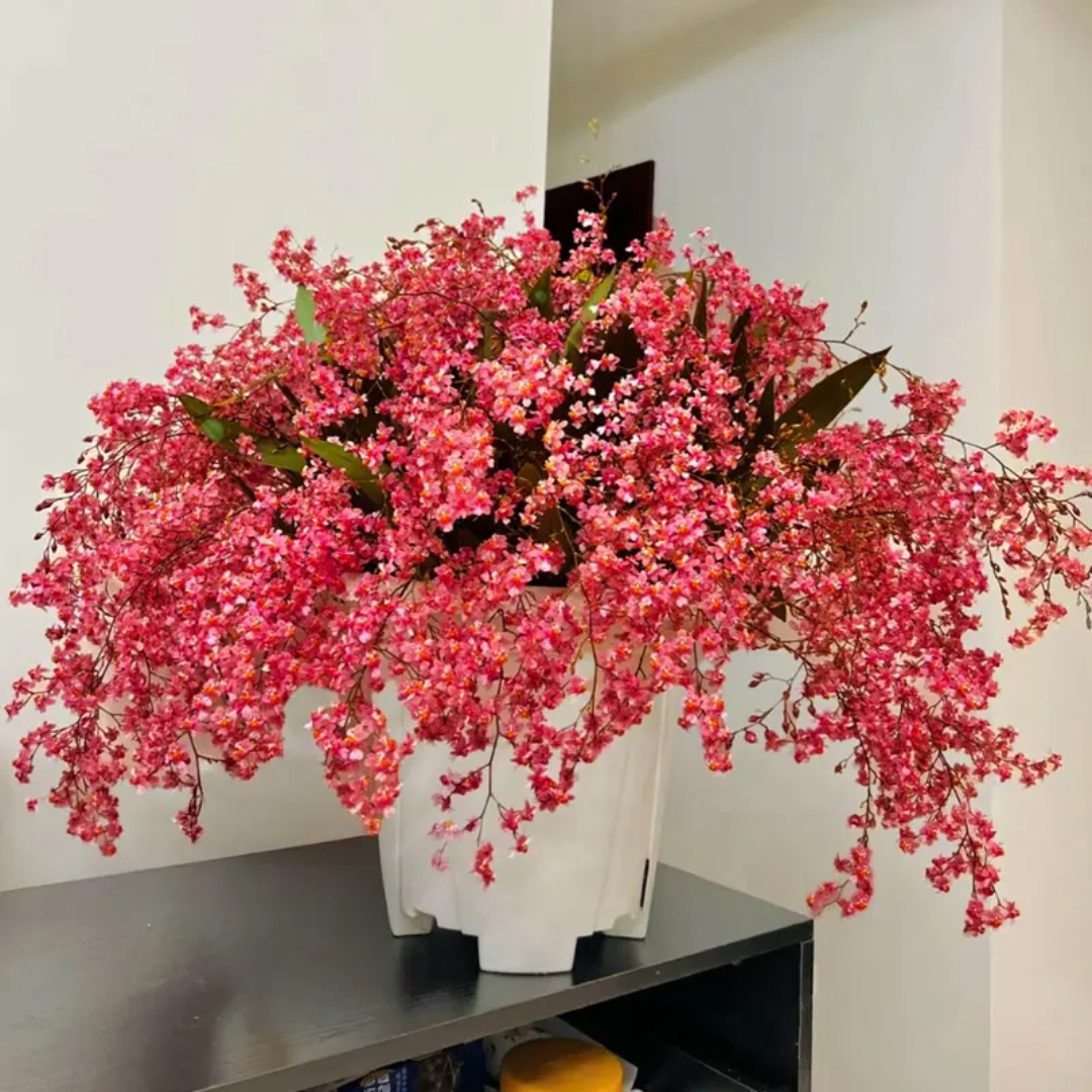 特A级【超多花】香水文心兰中国满堂红色浓香梦香室内客厅花卉盆栽