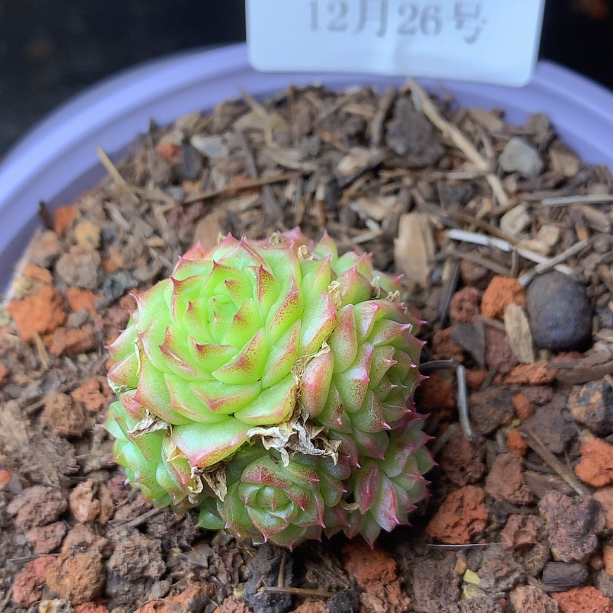 【闪购商品】云233号麦秆