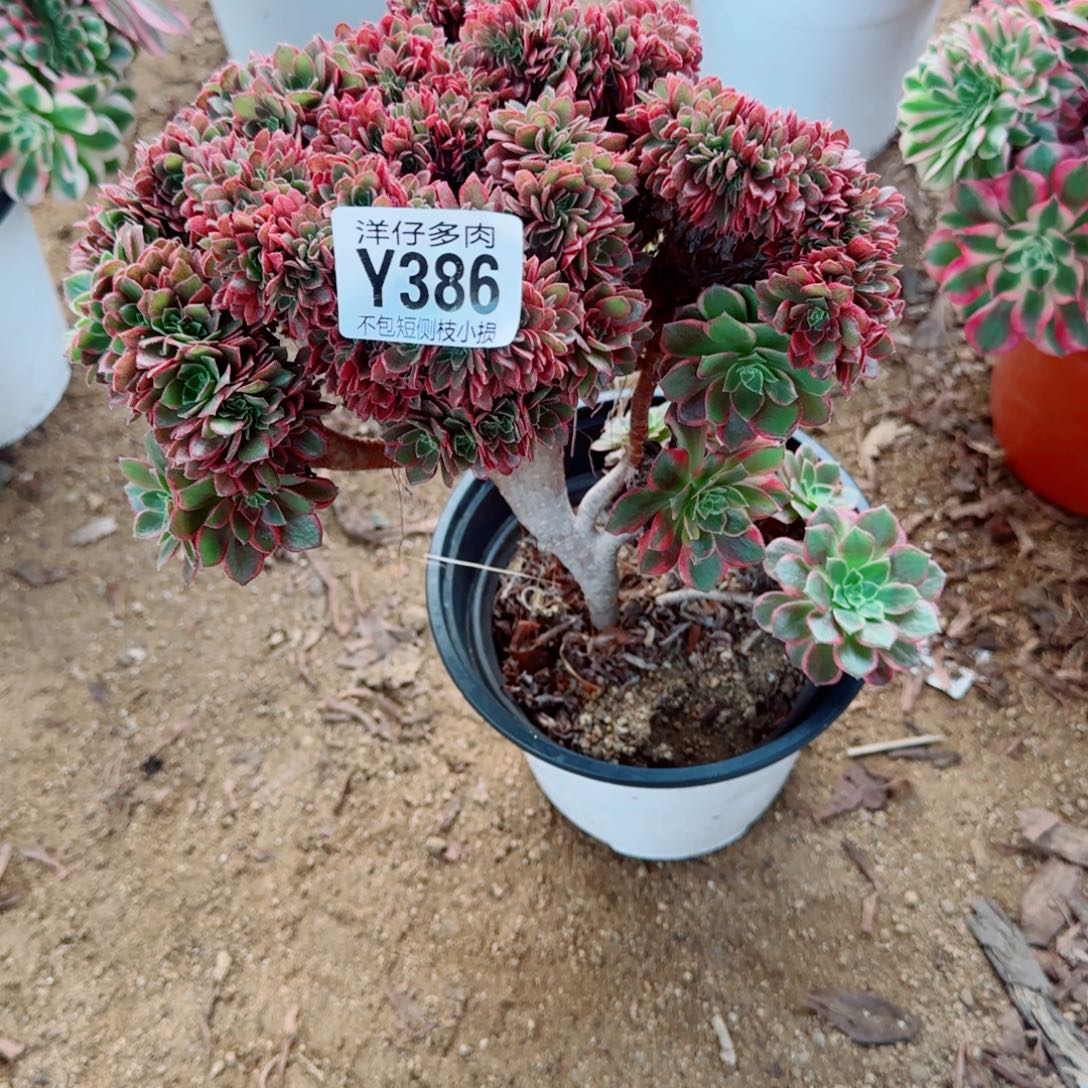 玫瑰缀化386冠幅20