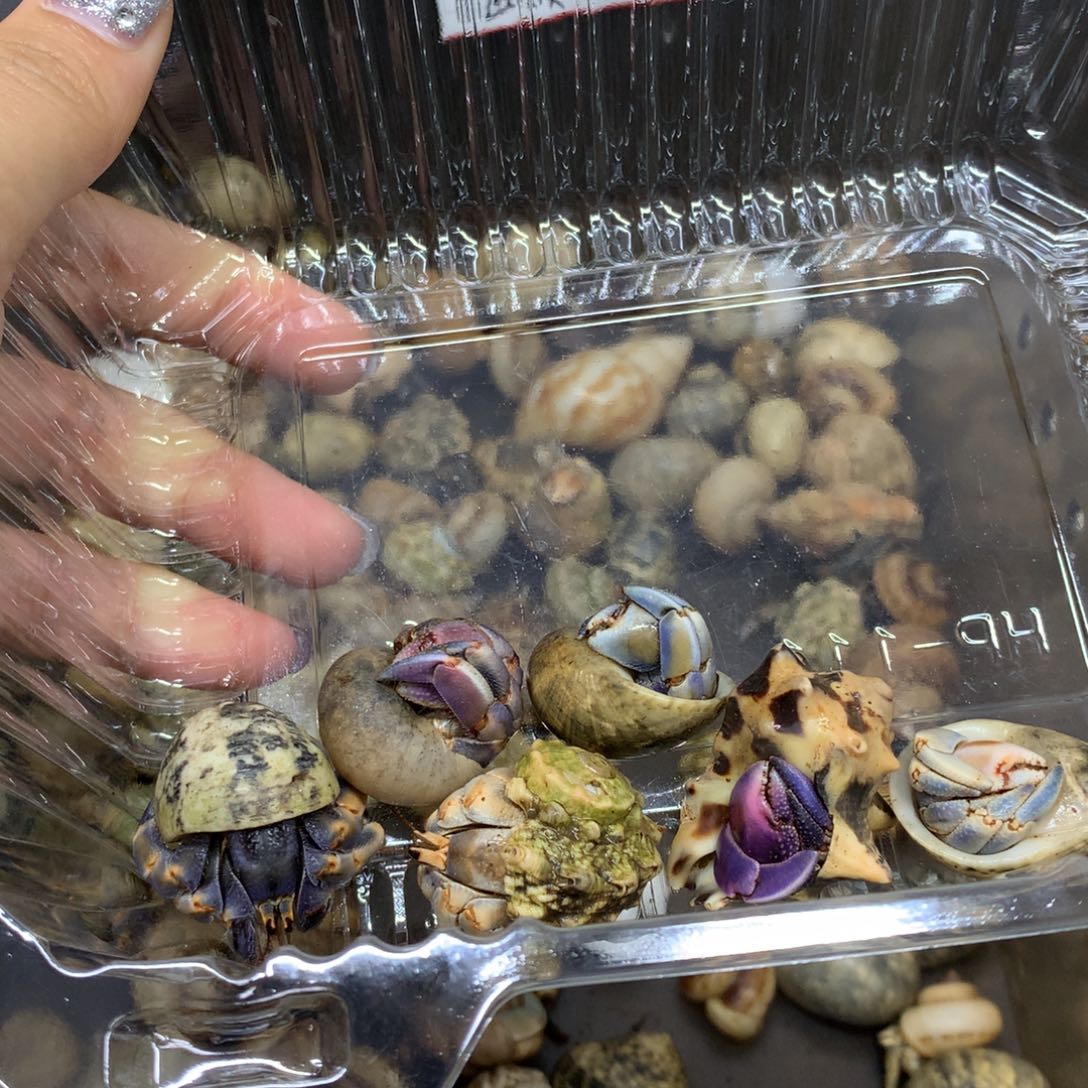 夜***兮6只寄居蟹出售，不退不换