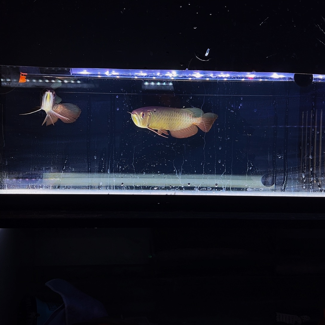 王***，海水鱼观赏鱼热带鱼金龙鱼