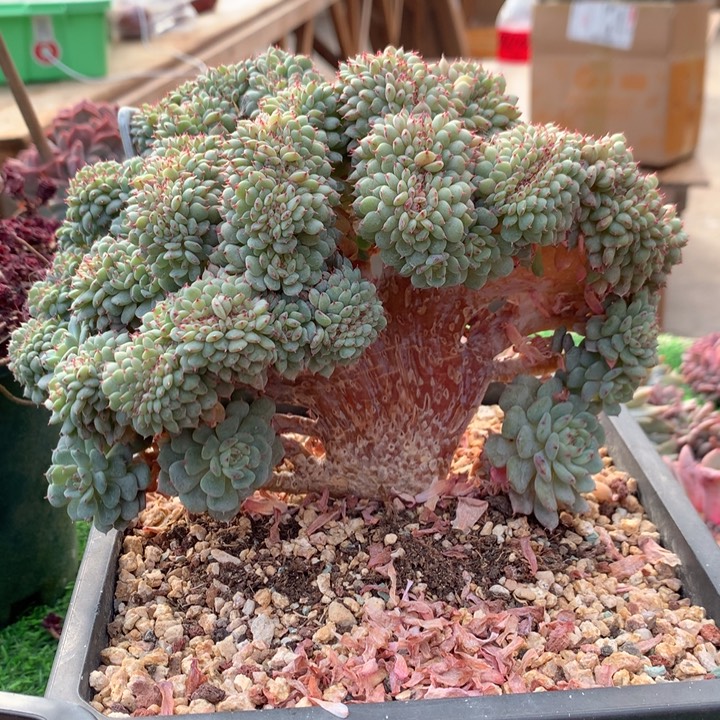 多肉植物白胖子树缀