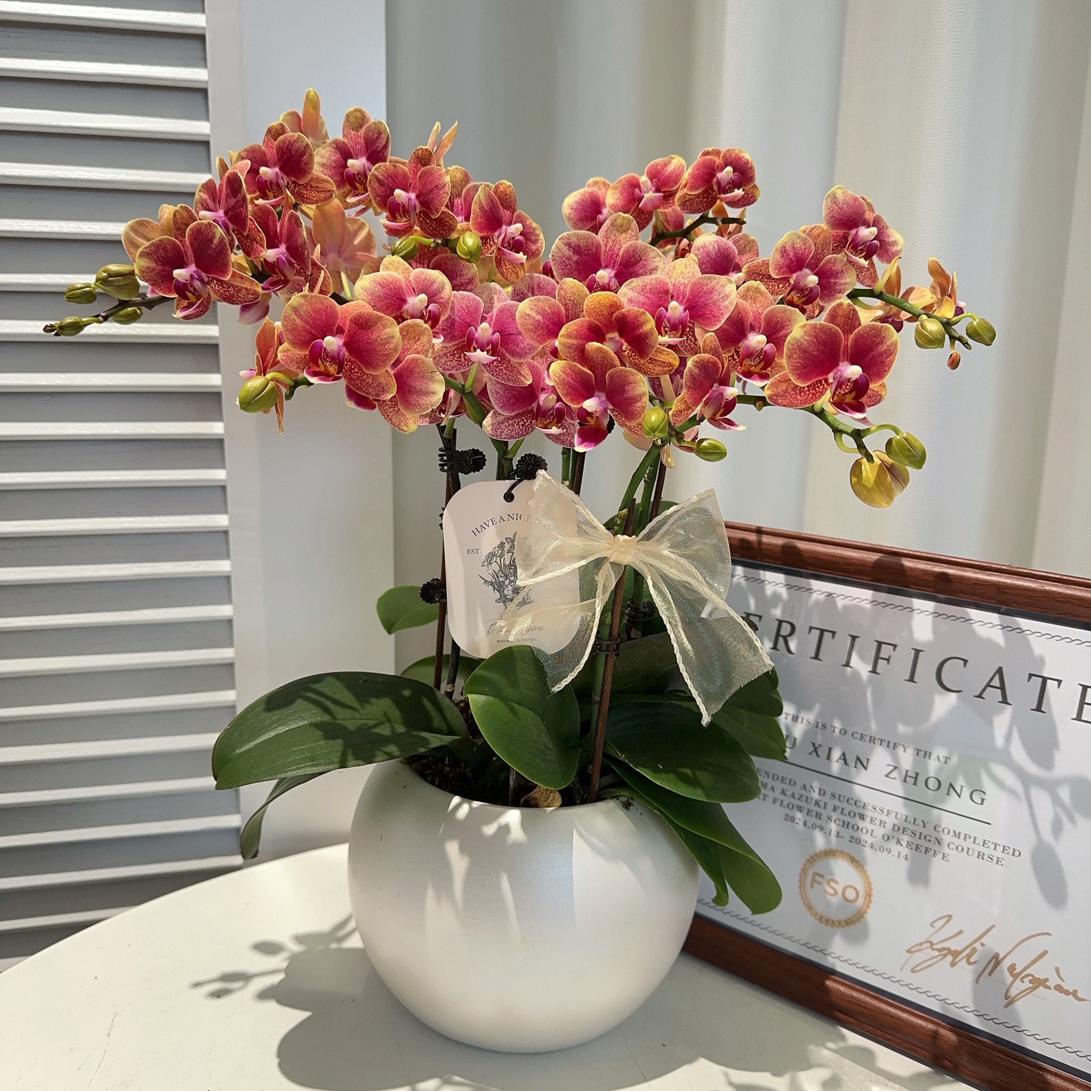  家成元旦活动【金蝶】轻奢精致组盆蝴蝶兰室内植物好养3-6