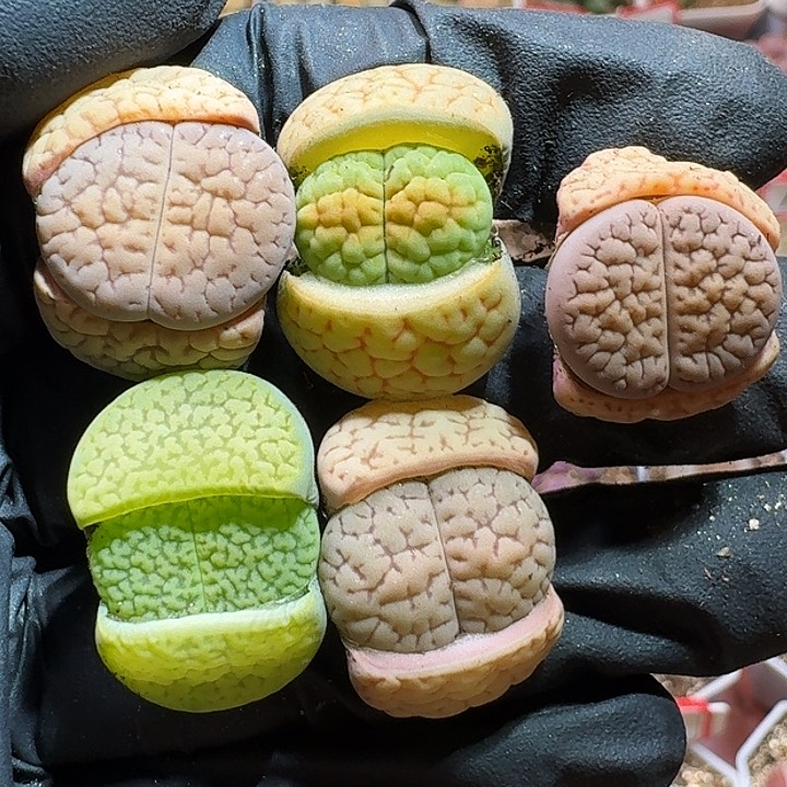 生石花2333；等。  101