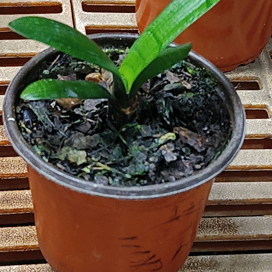 完全开放君子兰默认寄养1766