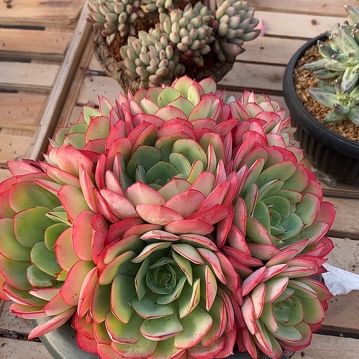 知***乐多肉植物肉肉植物