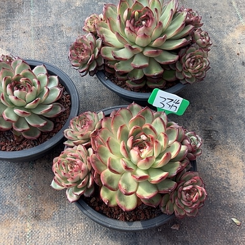 33花月带盆一个多肉植物