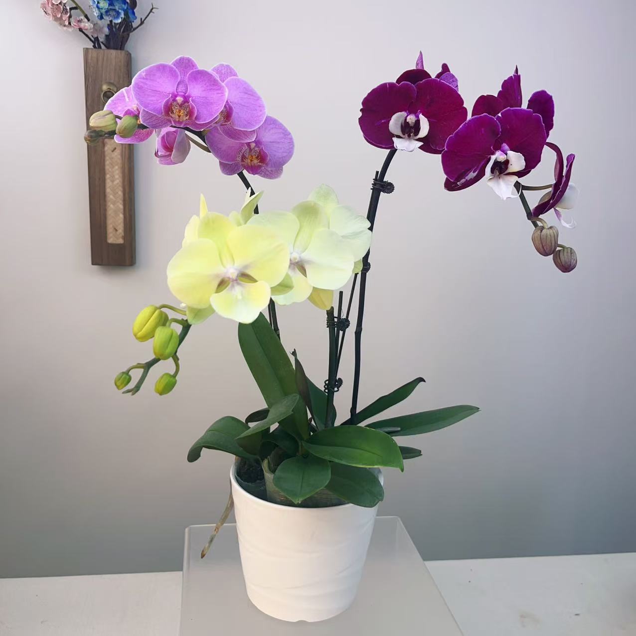 【夏日缤纷01】高端精品蝴蝶兰室内花卉花卉盆栽室内花期超长