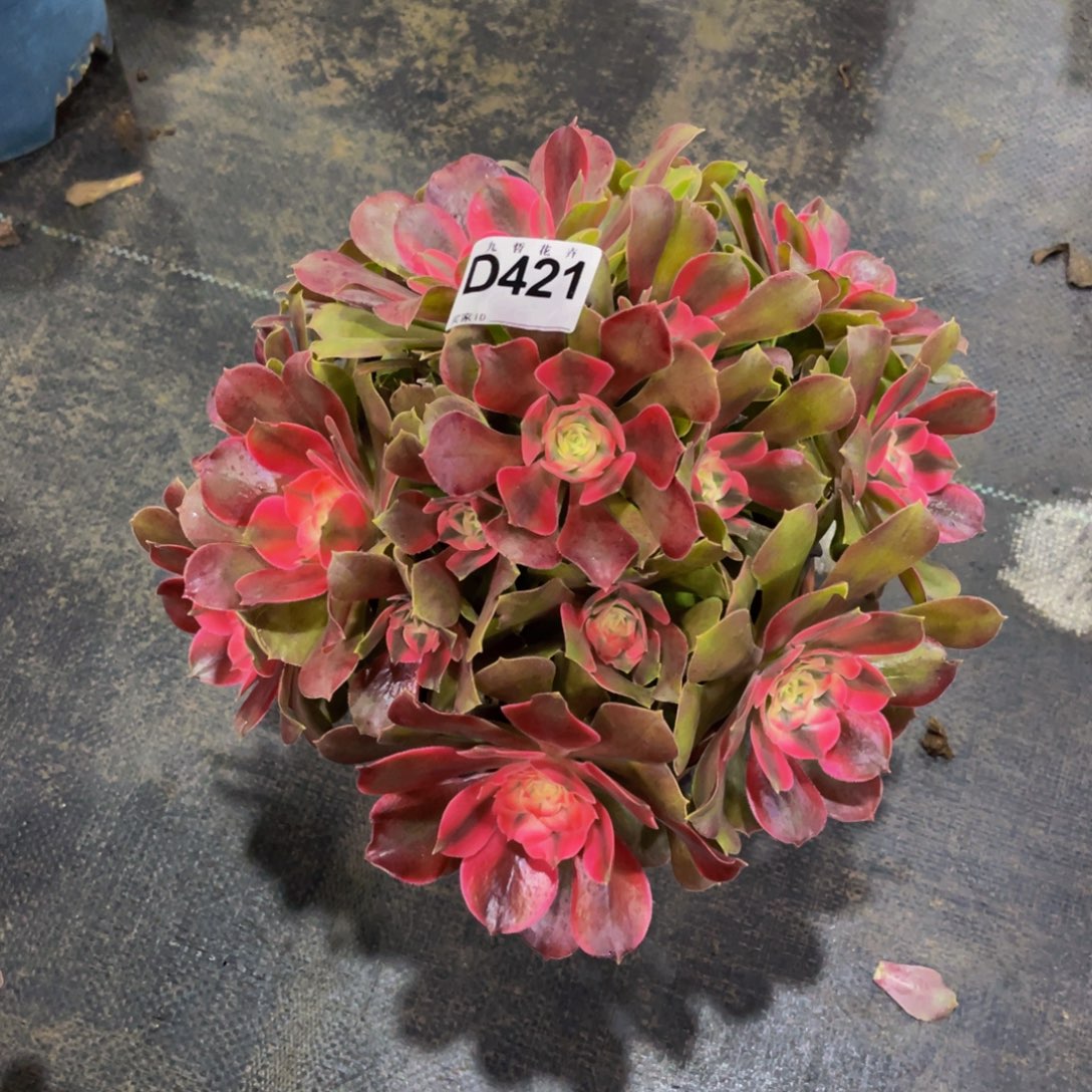 42100香妃福利可以拍