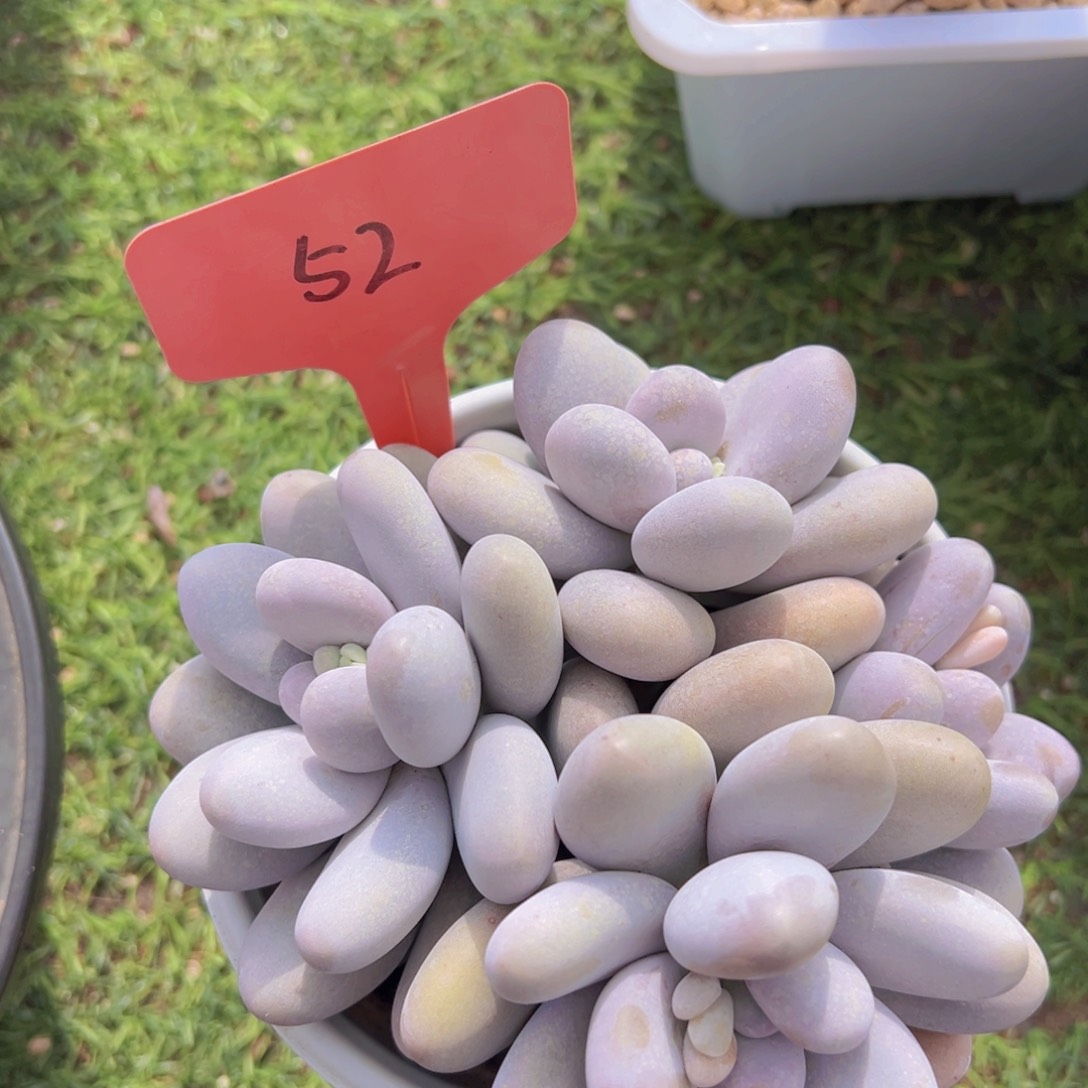 香玉的故事是一个人的故事