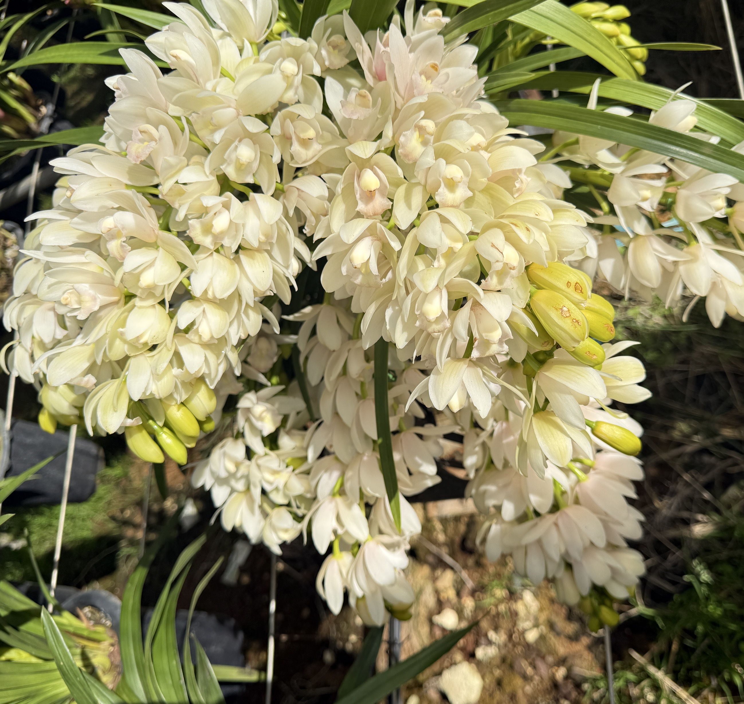 白玉香兰（402）  10枝花剑大花蕙兰   年宵花盆栽  带花苞发货