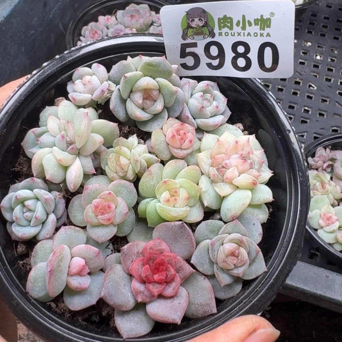 多肉植物多肉植物