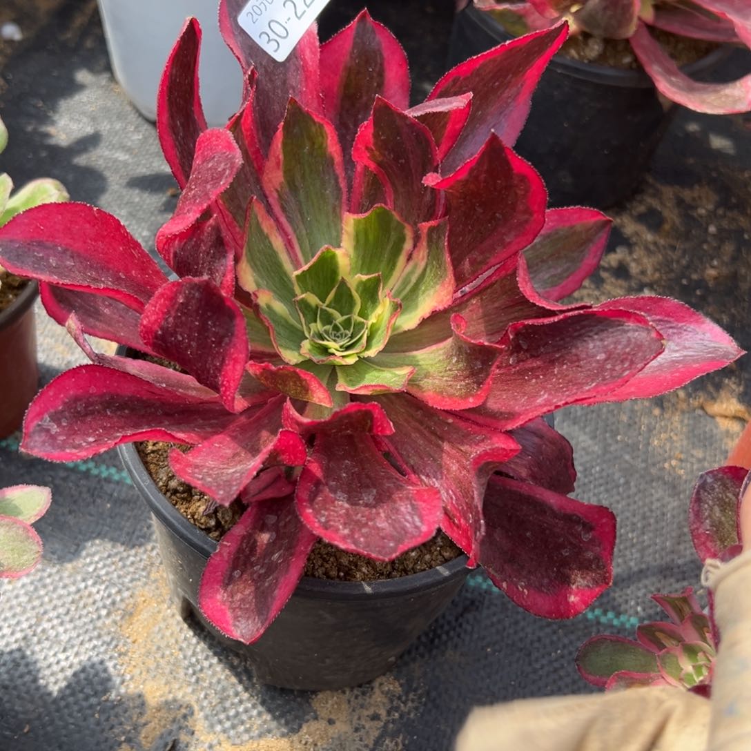 226魅影多肉植物