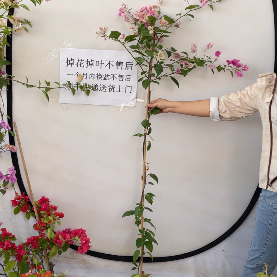 大部分花苞少量开放