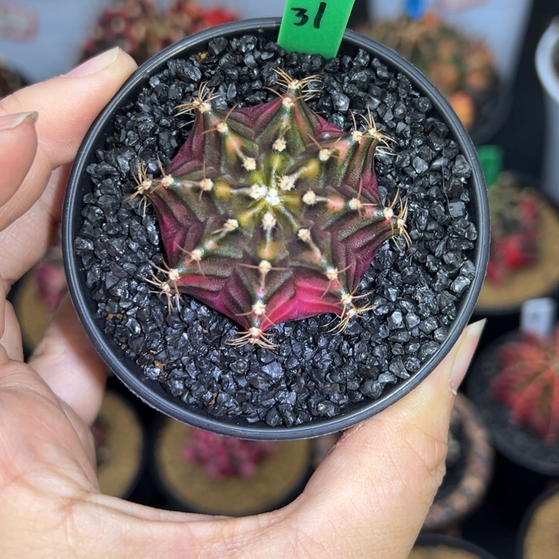 H31泰系米哈锦，带盆土发货