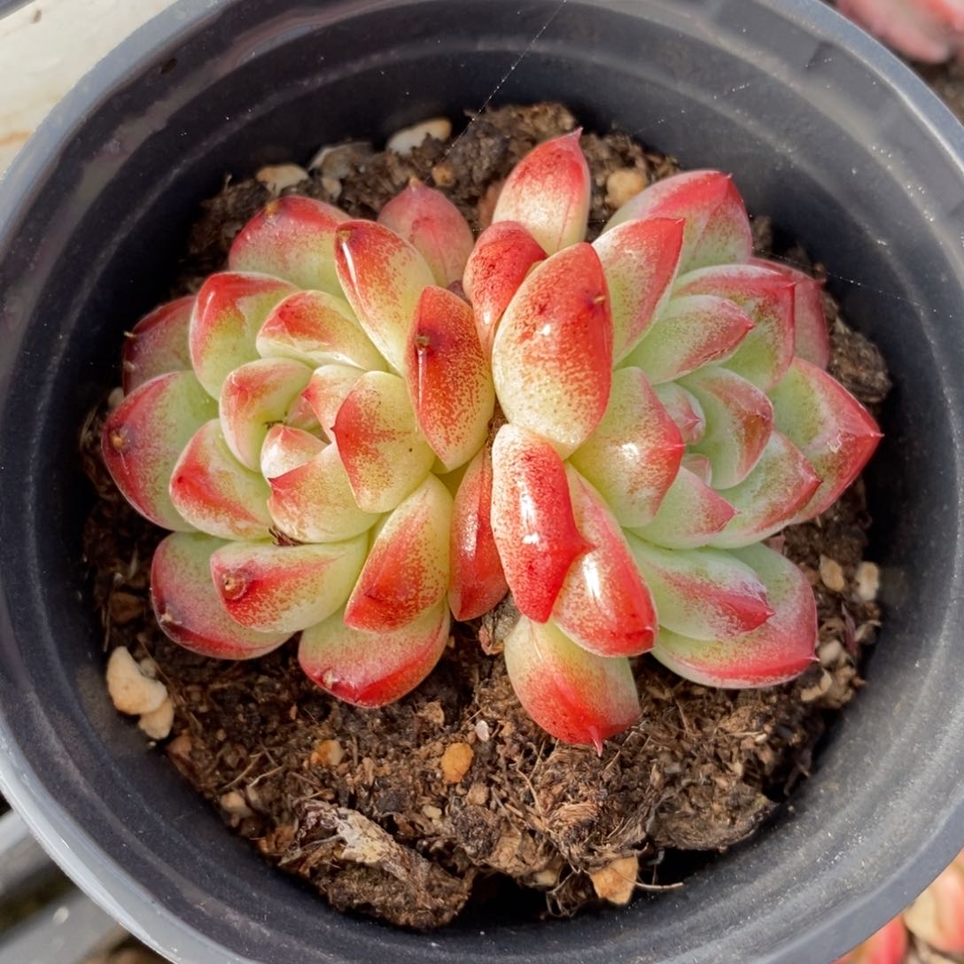 自助下单一物一拍，下滑链接多种品种多肉