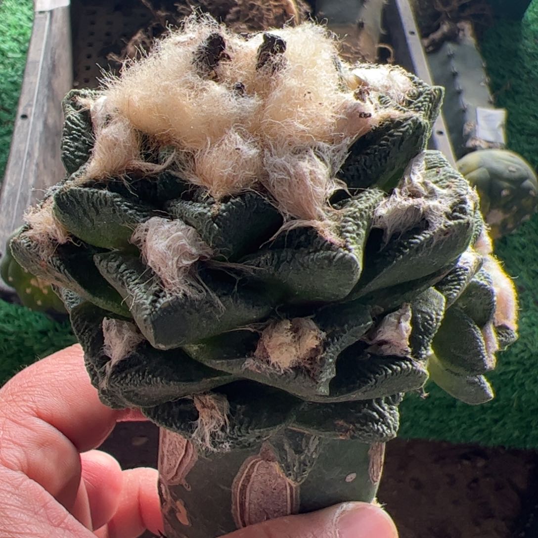 辛顿牡丹仙人球689