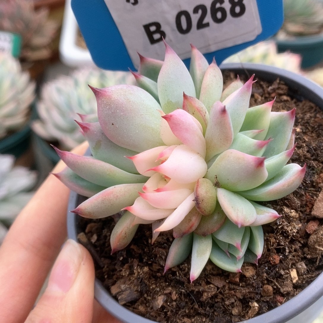 268锦锦锦锦锦锦